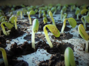 Germinating