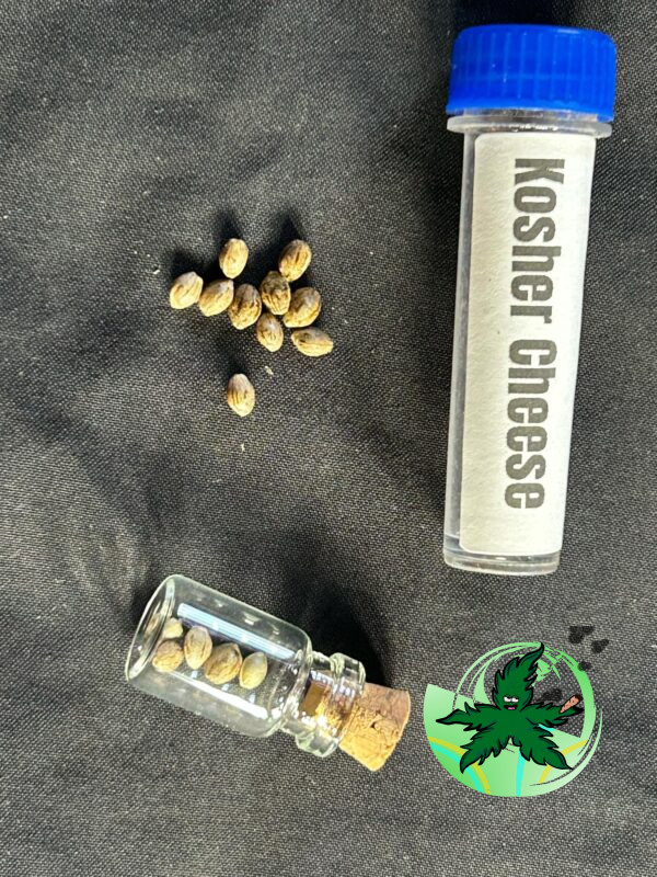 Kosher Cheese Seed - Image 2