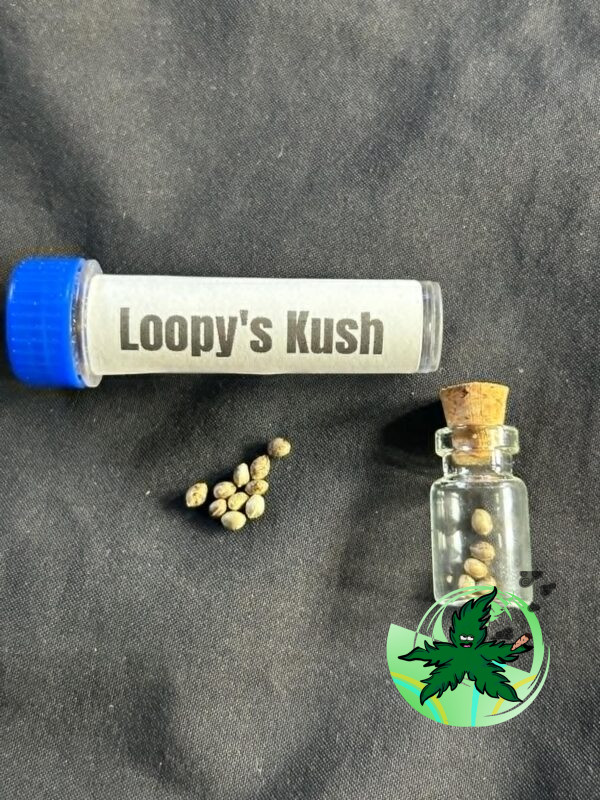 Loopy's Kush Seed - Image 2