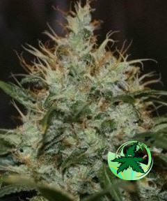 SLV Kush Seed