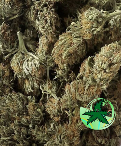 Devils-Food Kush Seed